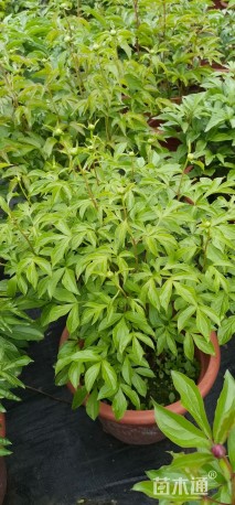 高度30厘米芍药
