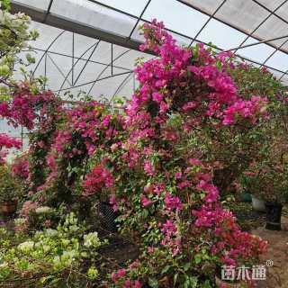 20公分造型三角梅