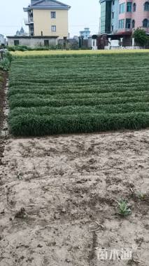 高度20厘米麦冬