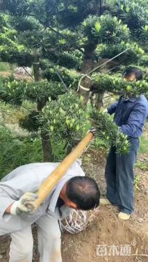 移栽苗造型罗汉松