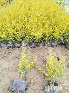 高度30厘米亮晶女贞小苗