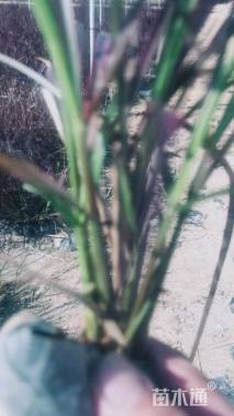 高度40厘米火焰狼尾草