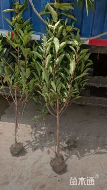 高度120厘米法国冬青