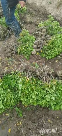 高度30厘米海桐