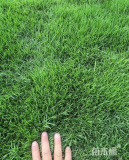 草块状马尼拉草