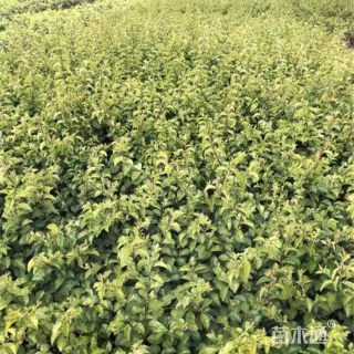 高度40厘米毛叶丁香