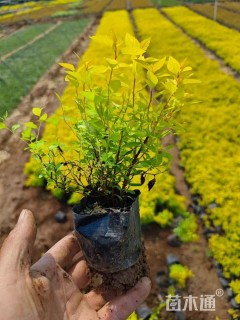 高度10厘米金山绣线菊