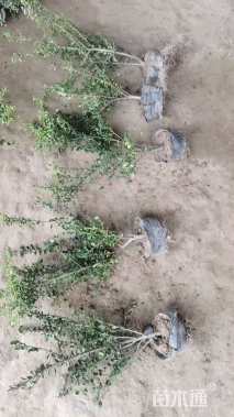 高度60厘米龟甲冬青小苗