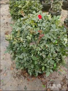 冠幅100厘米月季花球