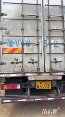 高度40厘米花叶玉蝉花