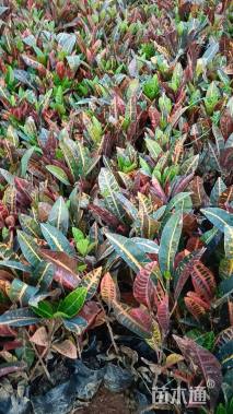 高度20厘米变叶木