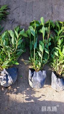 高度35厘米绣线菊