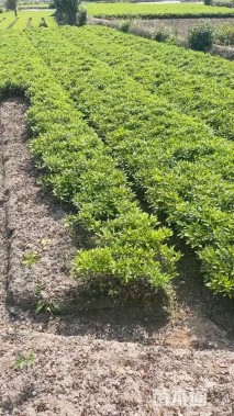 高度30厘米毛鹃