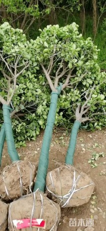 冠幅100厘米大叶黄杨球