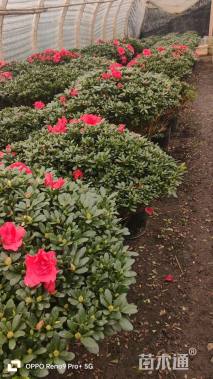 高度20厘米西洋杜鹃