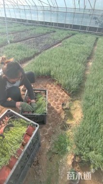 高度25厘米百里香