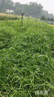 高度60厘米旱伞草