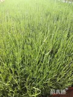 高度30厘米薰衣草