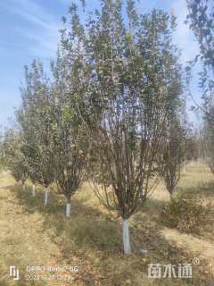 10公分西府海棠