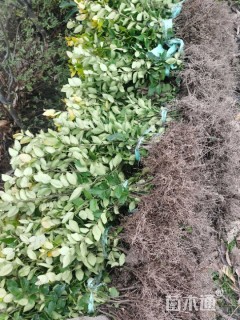 高度40厘米金森女贞