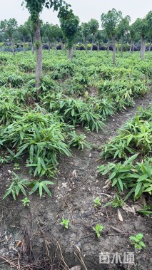 大杯苗阔叶箬竹