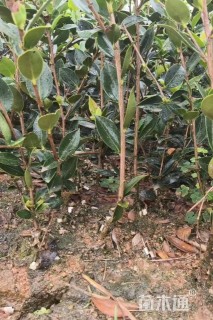 高度30厘米油茶