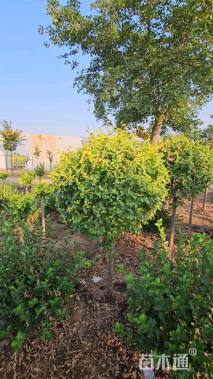 高度1.2厘米金冠柏