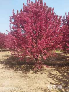 10公分绚丽海棠