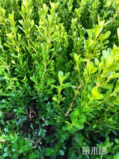 高度40厘米小叶黄杨