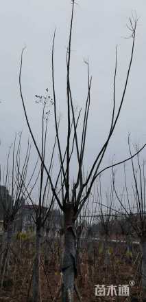 18公分黄山栾树