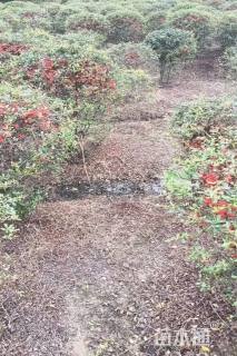 高度80厘米火棘