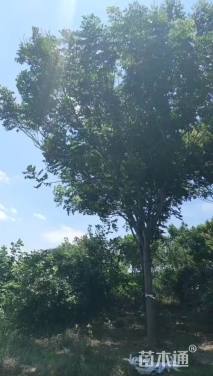 18公分栾树