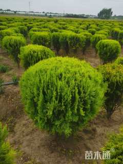 高度80厘米洒金柏