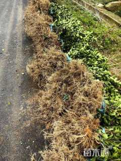 高度50厘米油茶