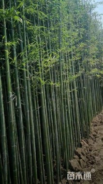 地栽苗早园竹
