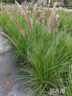 高度80厘米羽绒狼尾草