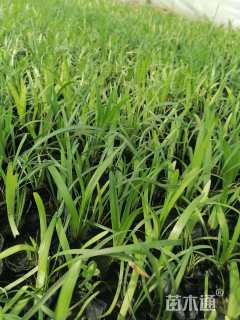 高度10厘米兰花