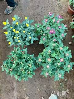 高度25厘米野菊