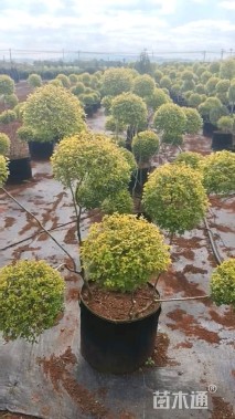 4公分造型亮晶女贞