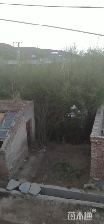 白桦