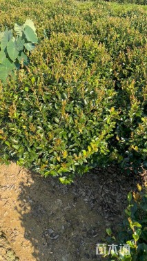 冠幅100厘米茶梅球