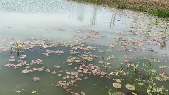 高度40厘米芡实