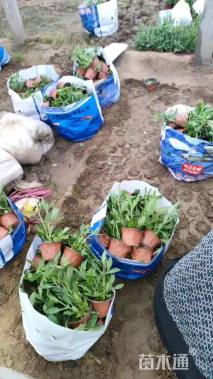 高度20厘米柳叶马鞭草