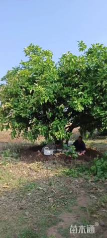 15公分(3杆)丛生香泡