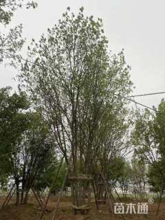 高度600厘米丛生五角枫