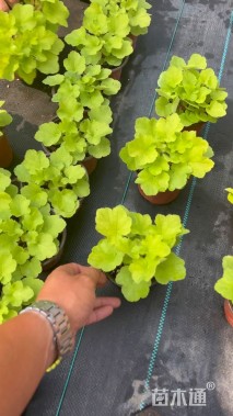 高度170厘米北海道黄杨