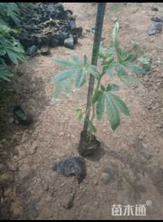 高度20厘米醉蝶花