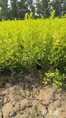 高度40厘米金叶女贞