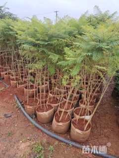 2公分(3杆)丛生蓝花楹