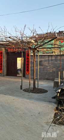 700厘米多花紫藤